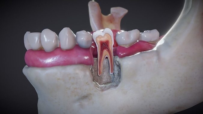 Tooth Cross-Section Low-poly 3D model