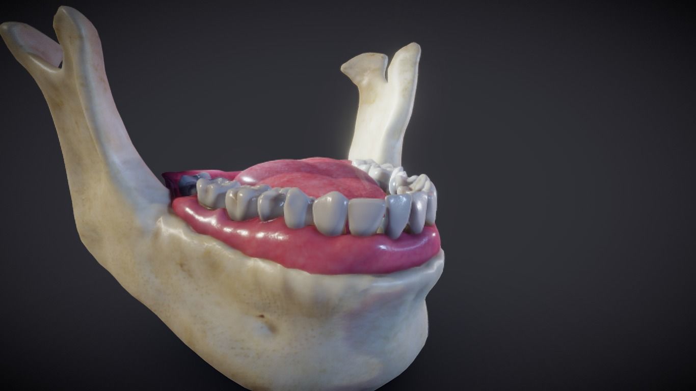Tooth Cross-Section Low-poly 3D model_8