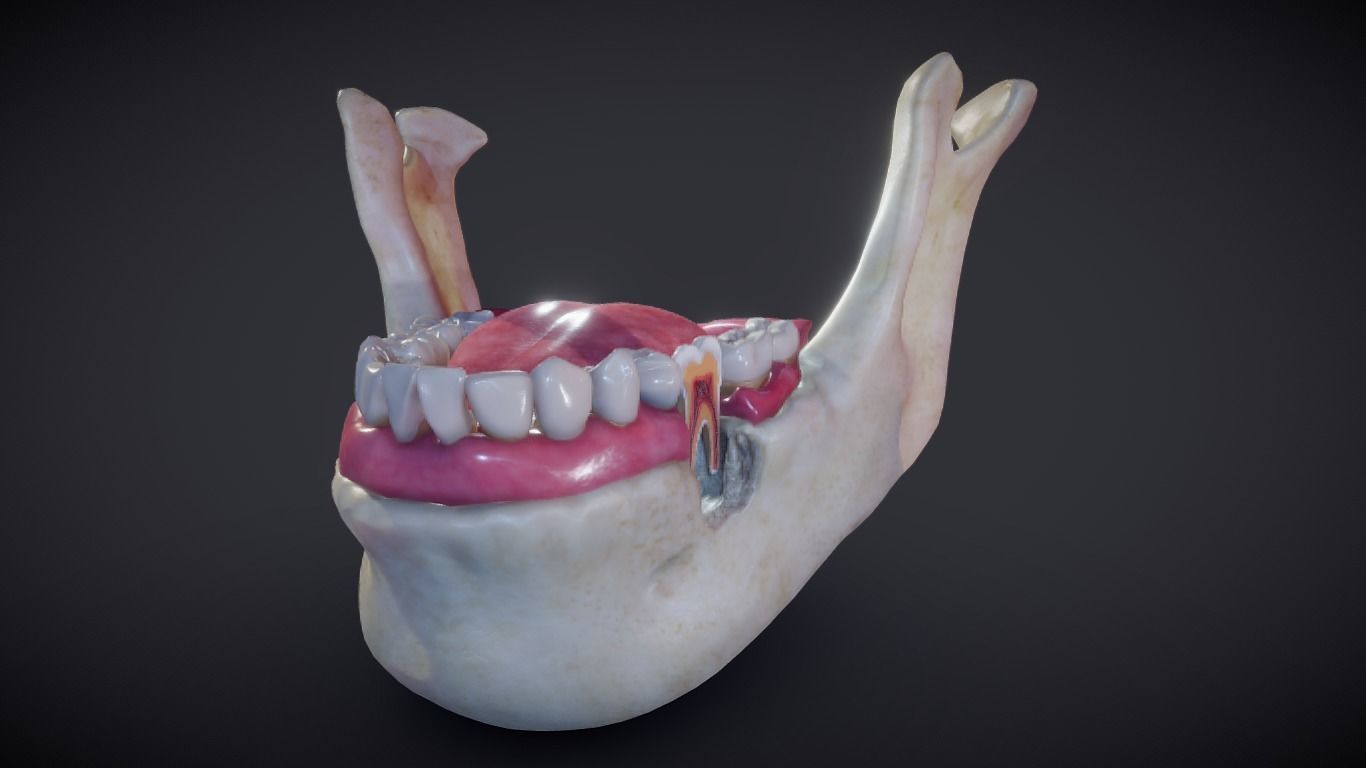 Tooth Cross-Section Low-poly 3D model_5