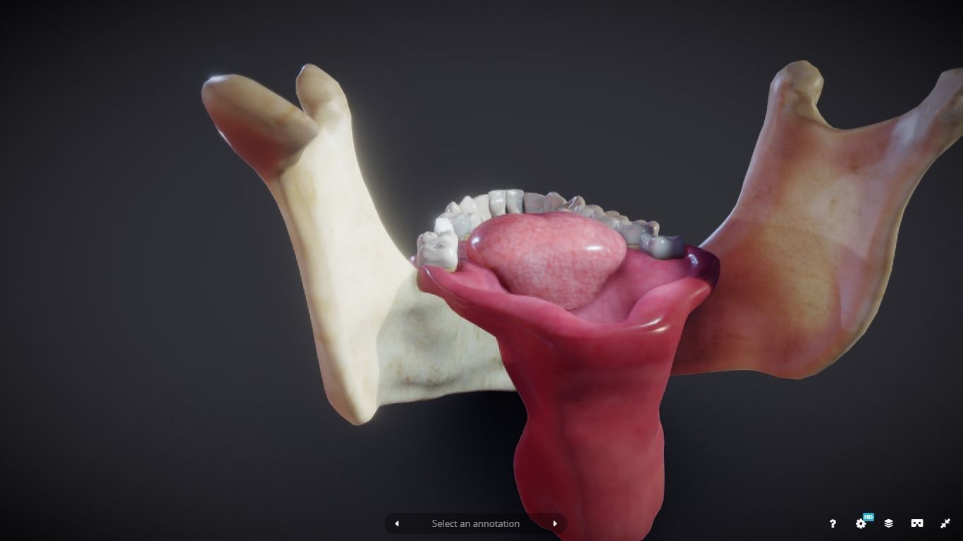 Tooth Cross-Section Low-poly 3D model_18
