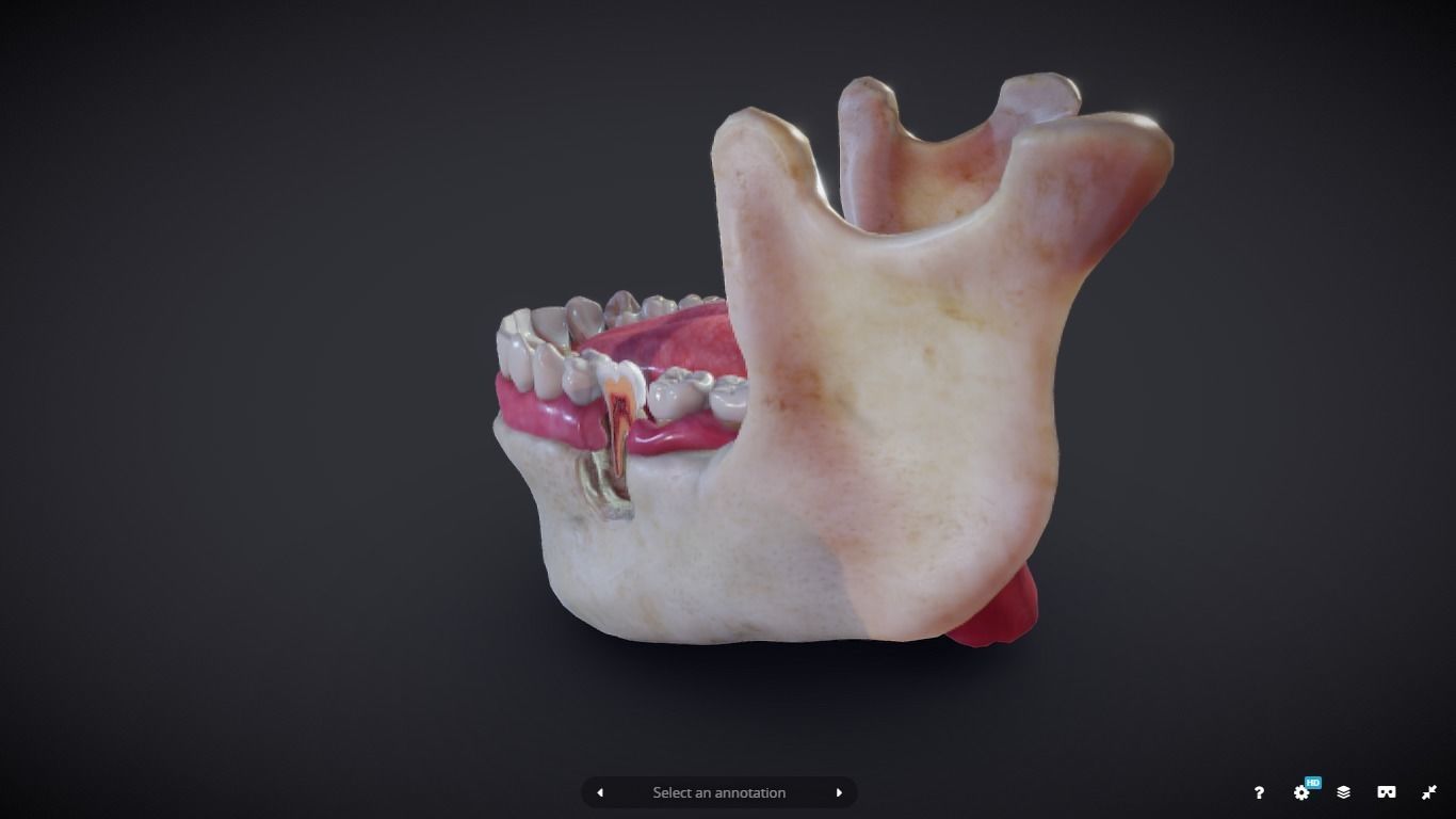 Tooth Cross-Section Low-poly 3D model_20