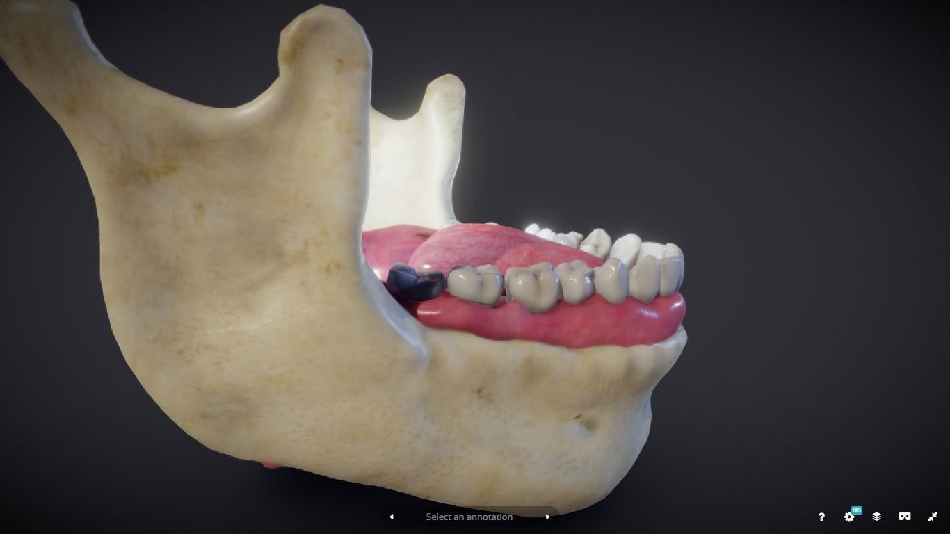 Tooth Cross-Section Low-poly 3D model_12