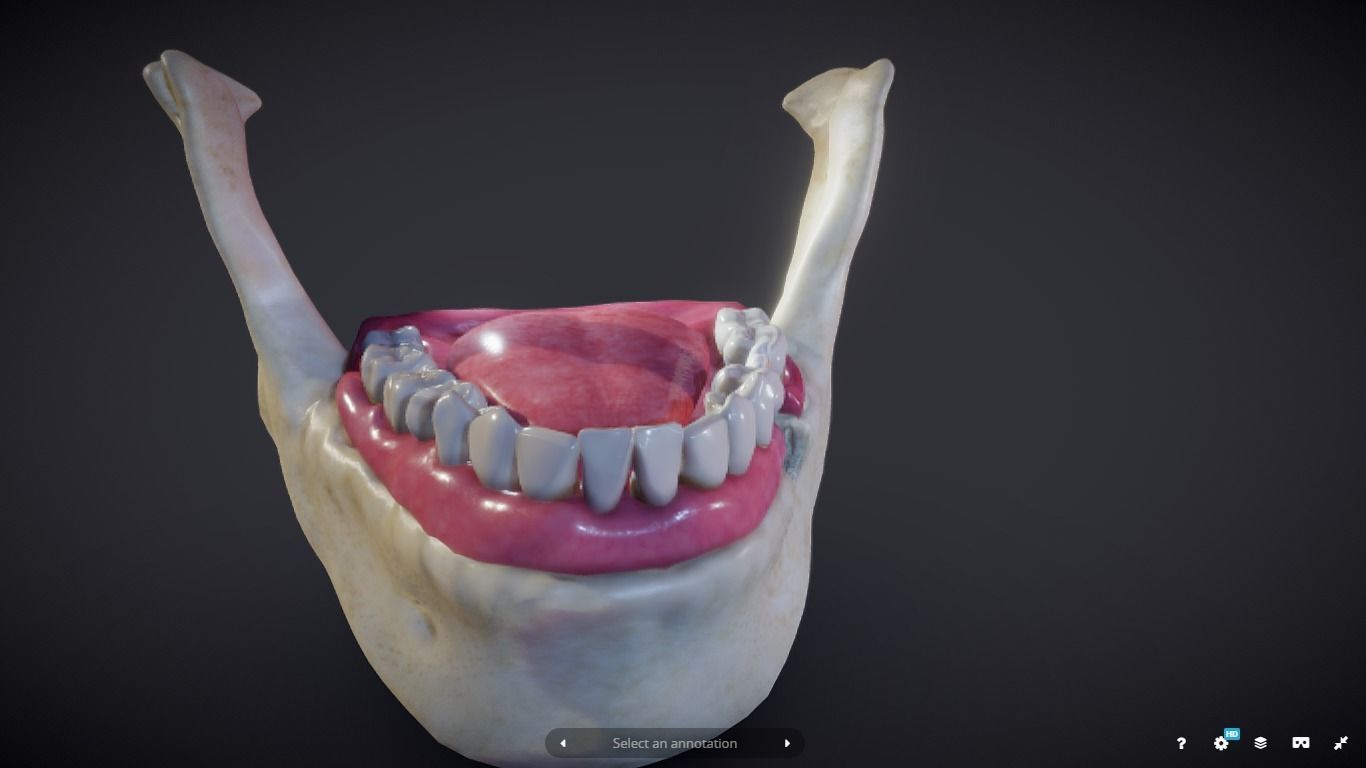 Tooth Cross-Section Low-poly 3D model_7