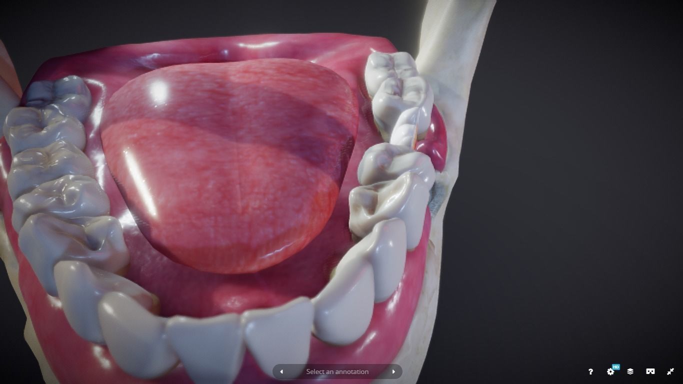 Tooth Cross-Section Low-poly 3D model_23