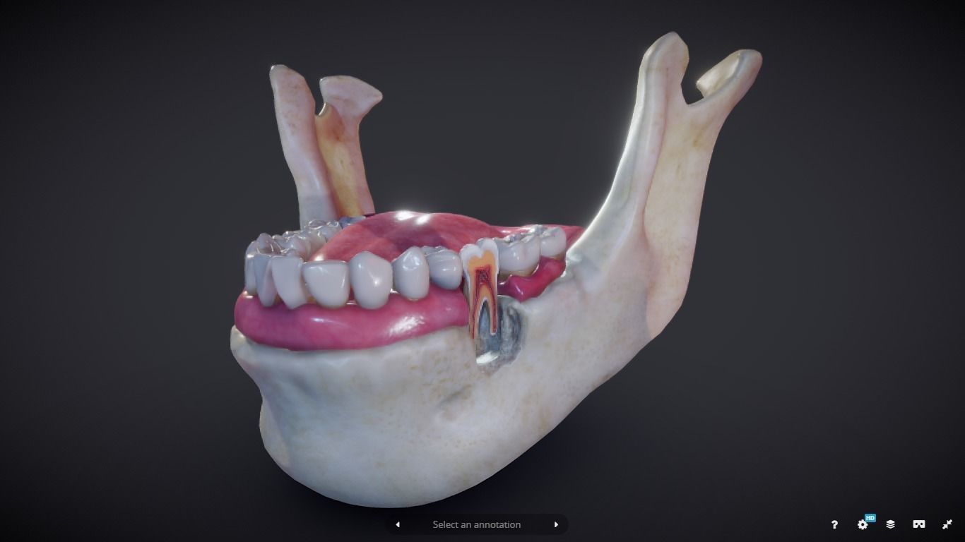 Tooth Cross-Section Low-poly 3D model_4