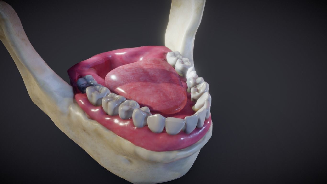Tooth Cross-Section Low-poly 3D model_14