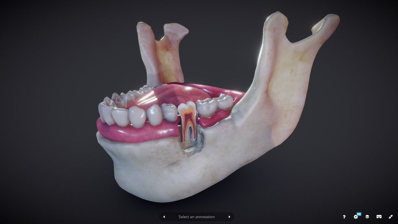 Tooth Cross-Section Low-poly 3D model_2