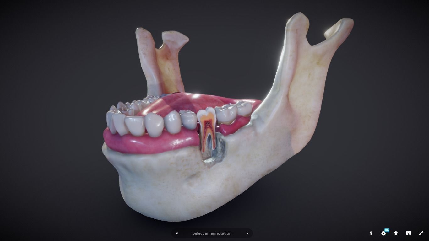 Tooth Cross-Section Low-poly 3D model_3