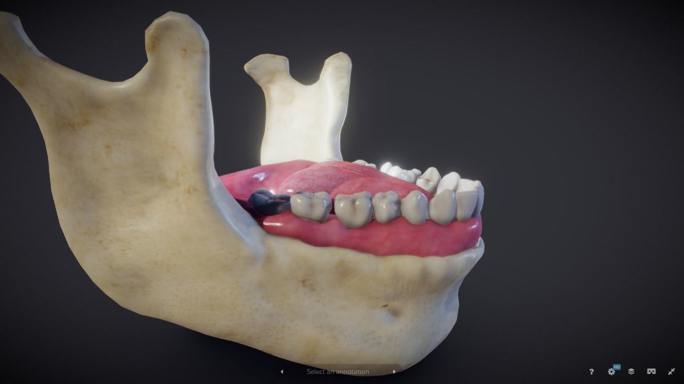 Tooth Cross-Section Low-poly 3D model_11