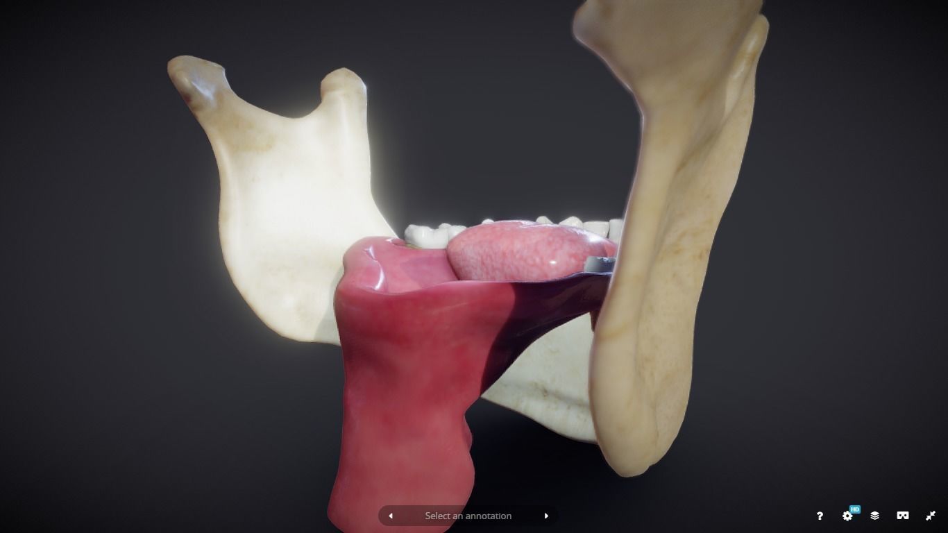 Tooth Cross-Section Low-poly 3D model_16