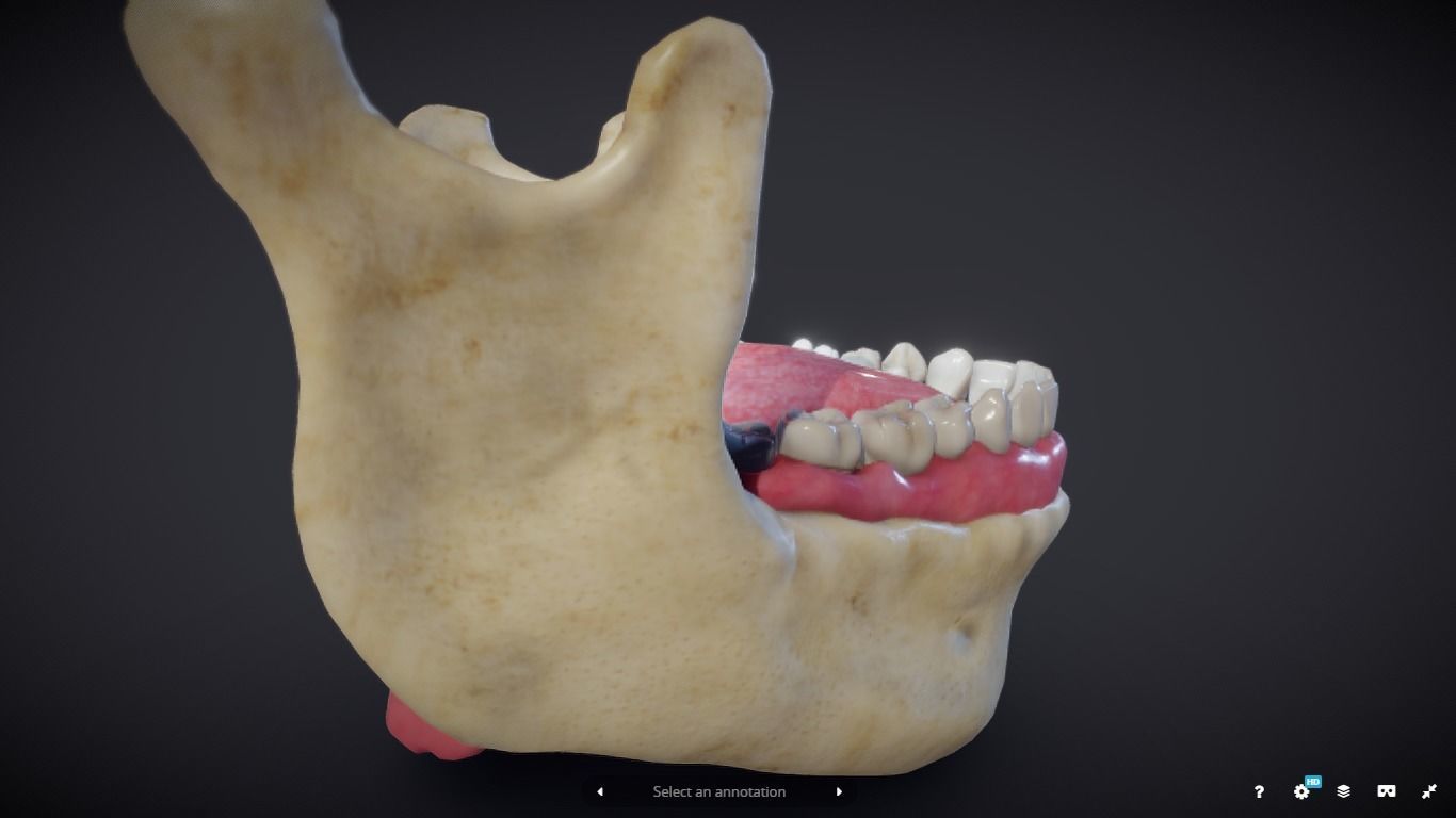 Tooth Cross-Section Low-poly 3D model_13