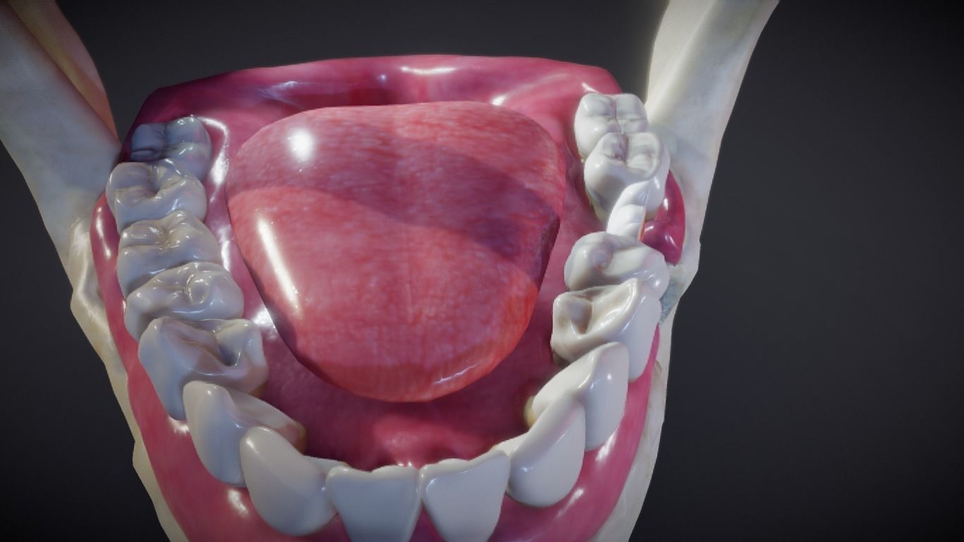 Tooth Cross-Section Low-poly 3D model_1