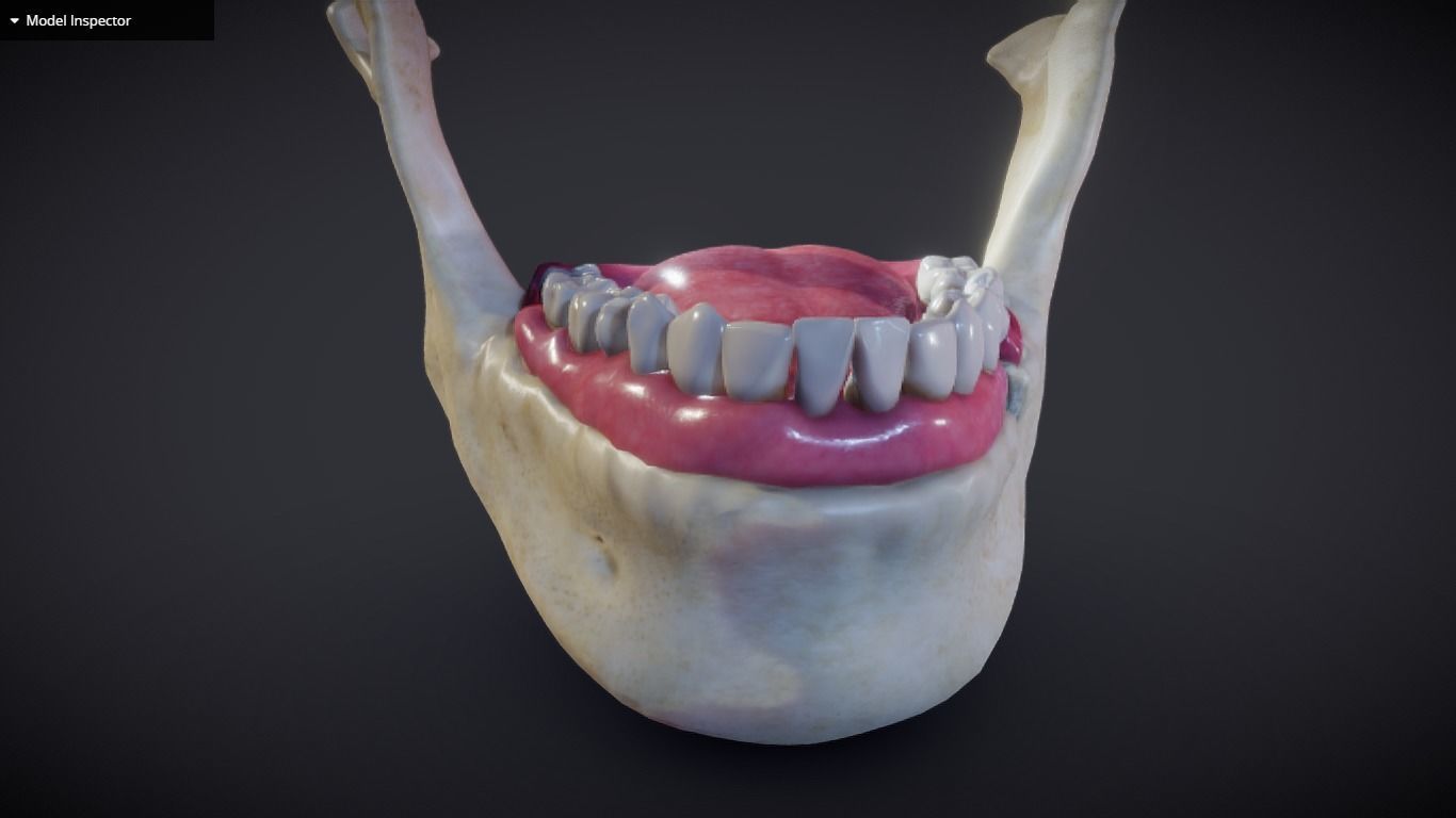 Tooth Cross-Section Low-poly 3D model_27