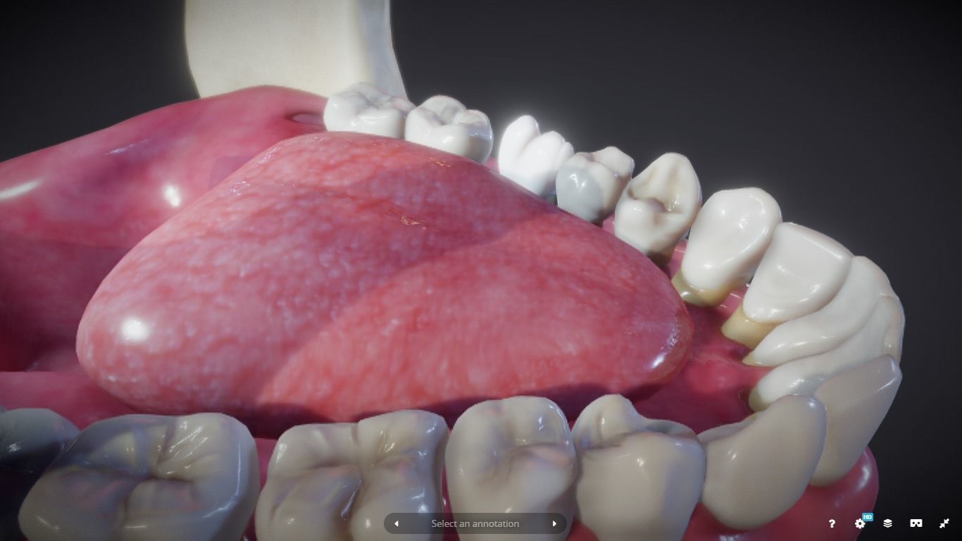 Tooth Cross-Section Low-poly 3D model_24