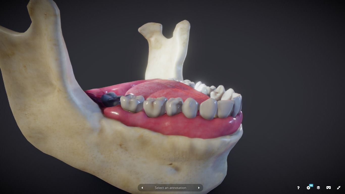 Tooth Cross-Section Low-poly 3D model_9
