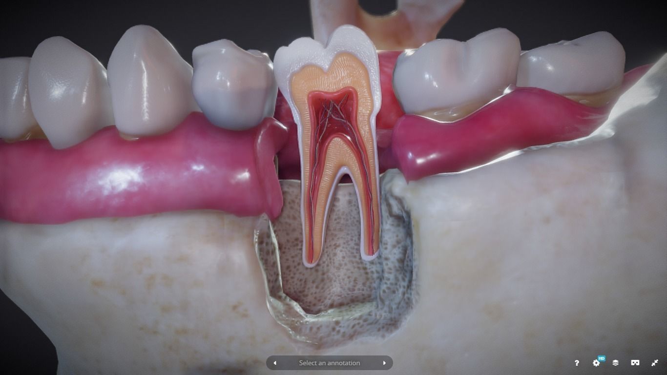 Tooth Cross-Section Low-poly 3D model_22