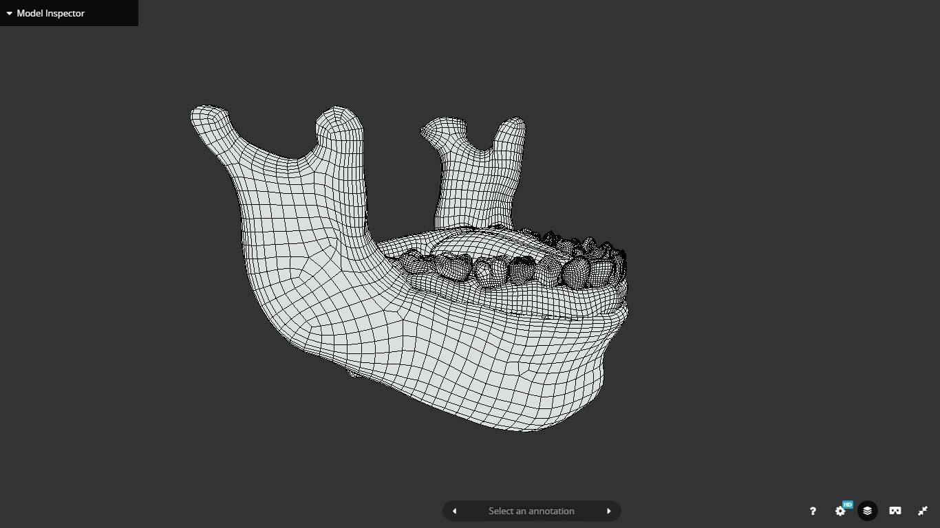 Tooth Cross-Section Low-poly 3D model_26
