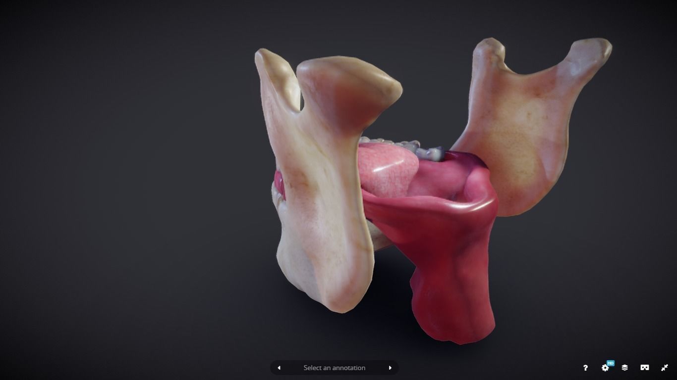 Tooth Cross-Section Low-poly 3D model_19