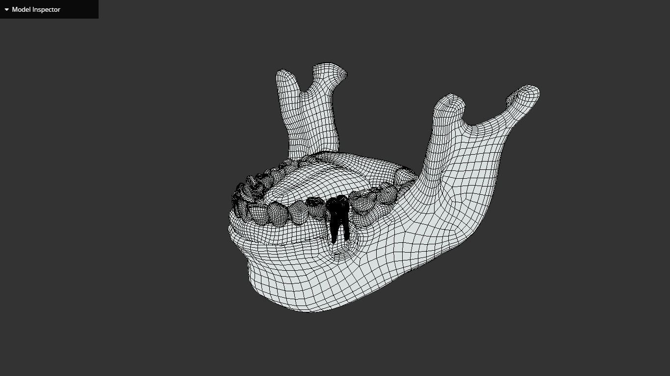 Tooth Cross-Section Low-poly 3D model_25