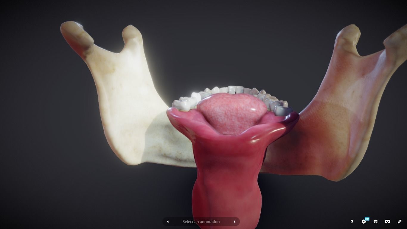 Tooth Cross-Section Low-poly 3D model_17