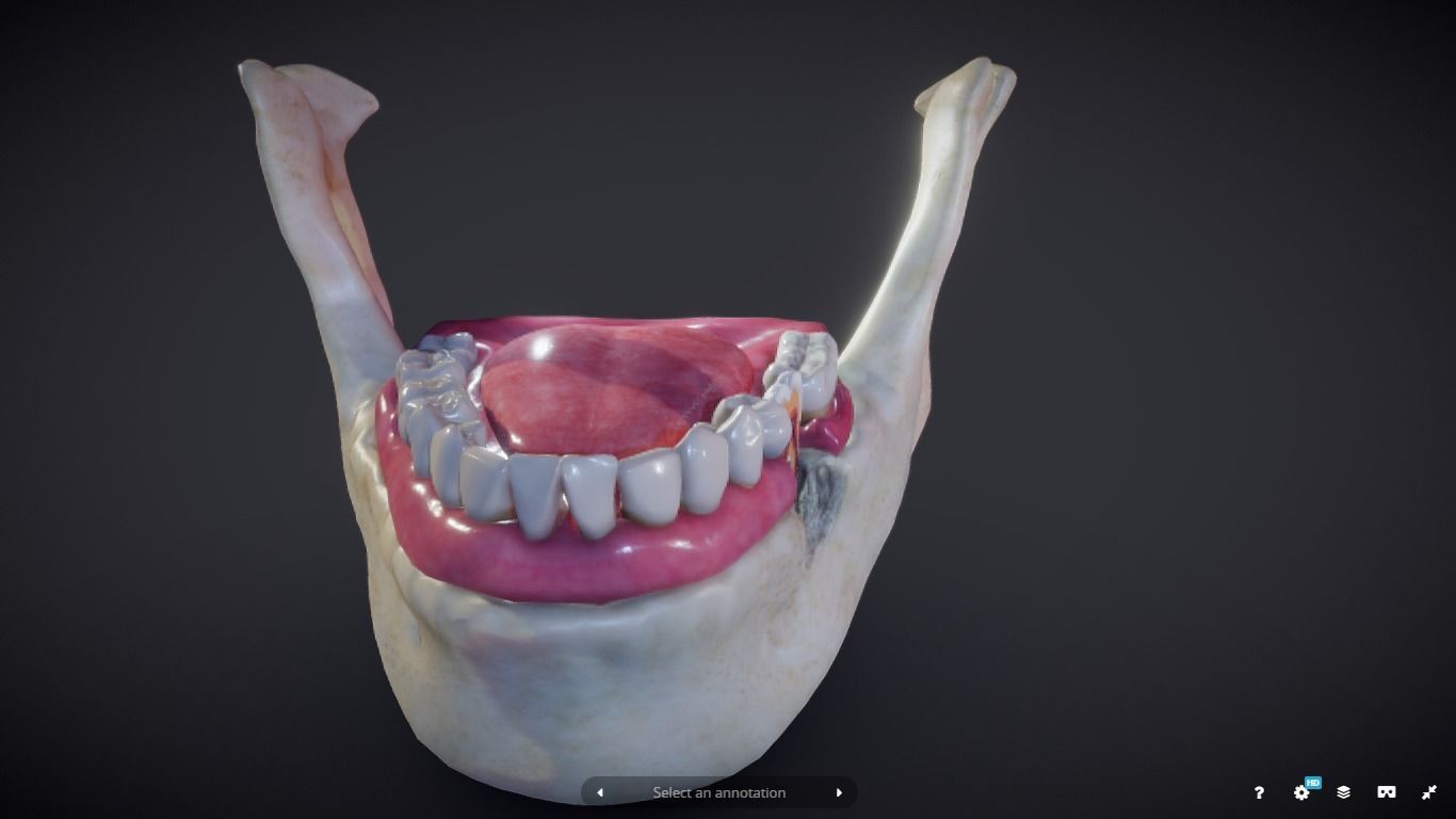 Tooth Cross-Section Low-poly 3D model_6