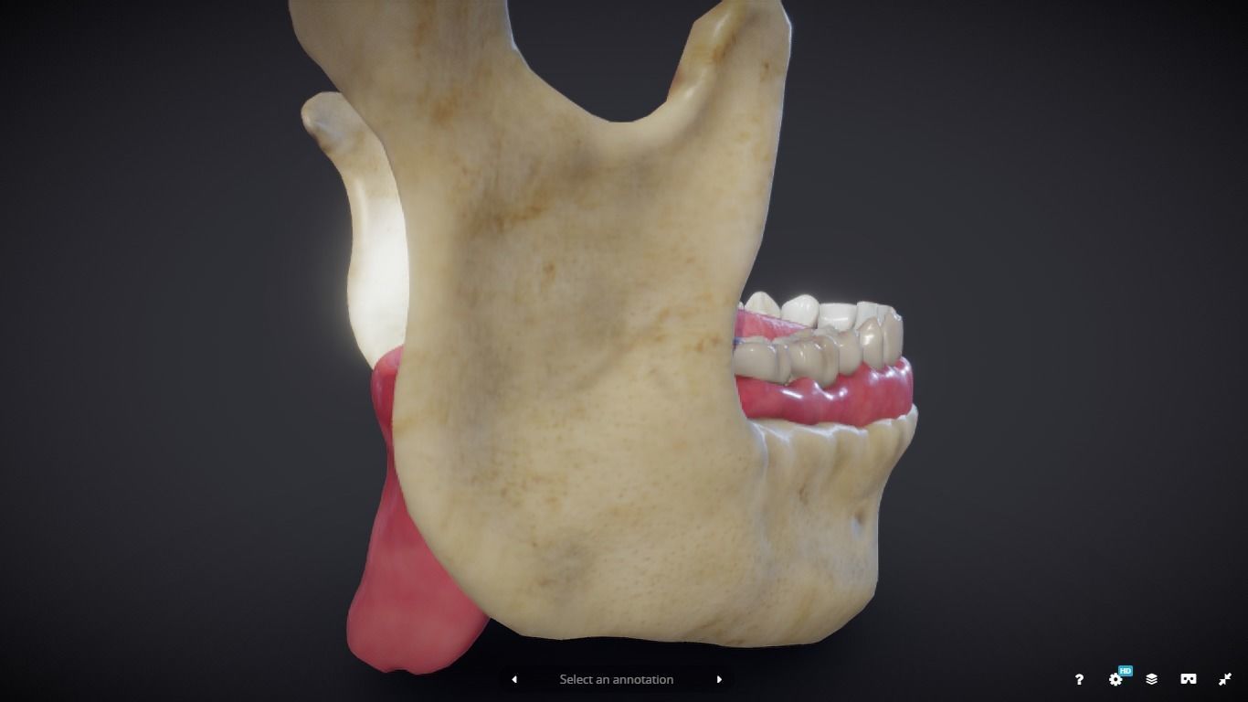 Tooth Cross-Section Low-poly 3D model_15