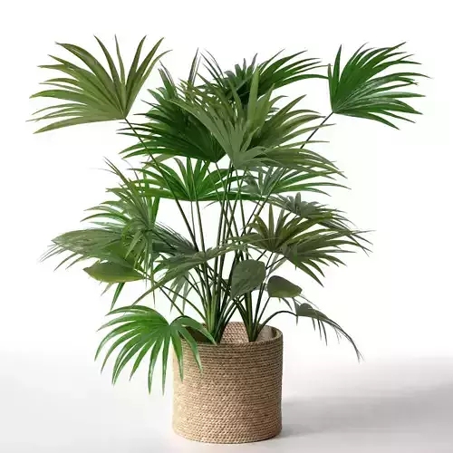 Fan Palm in Pot