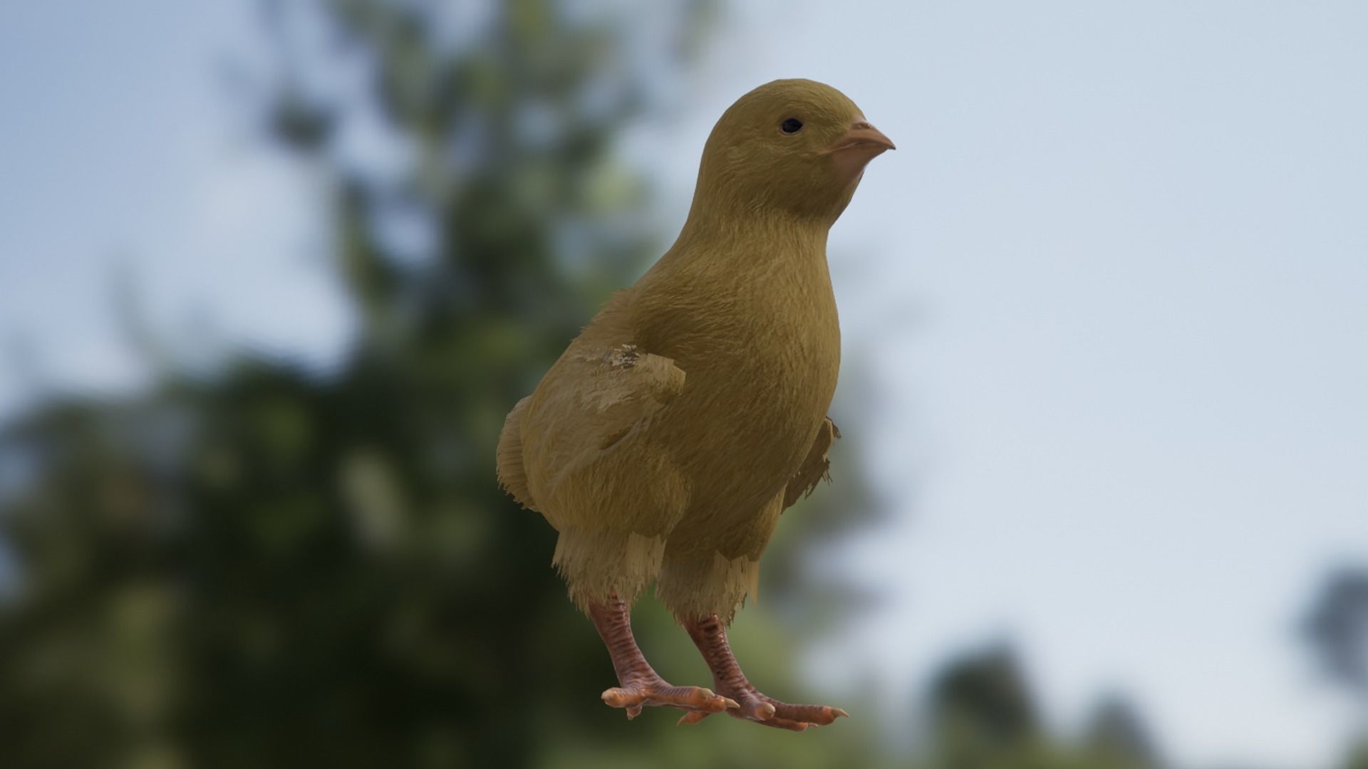 Chick Low-poly 3D model_11