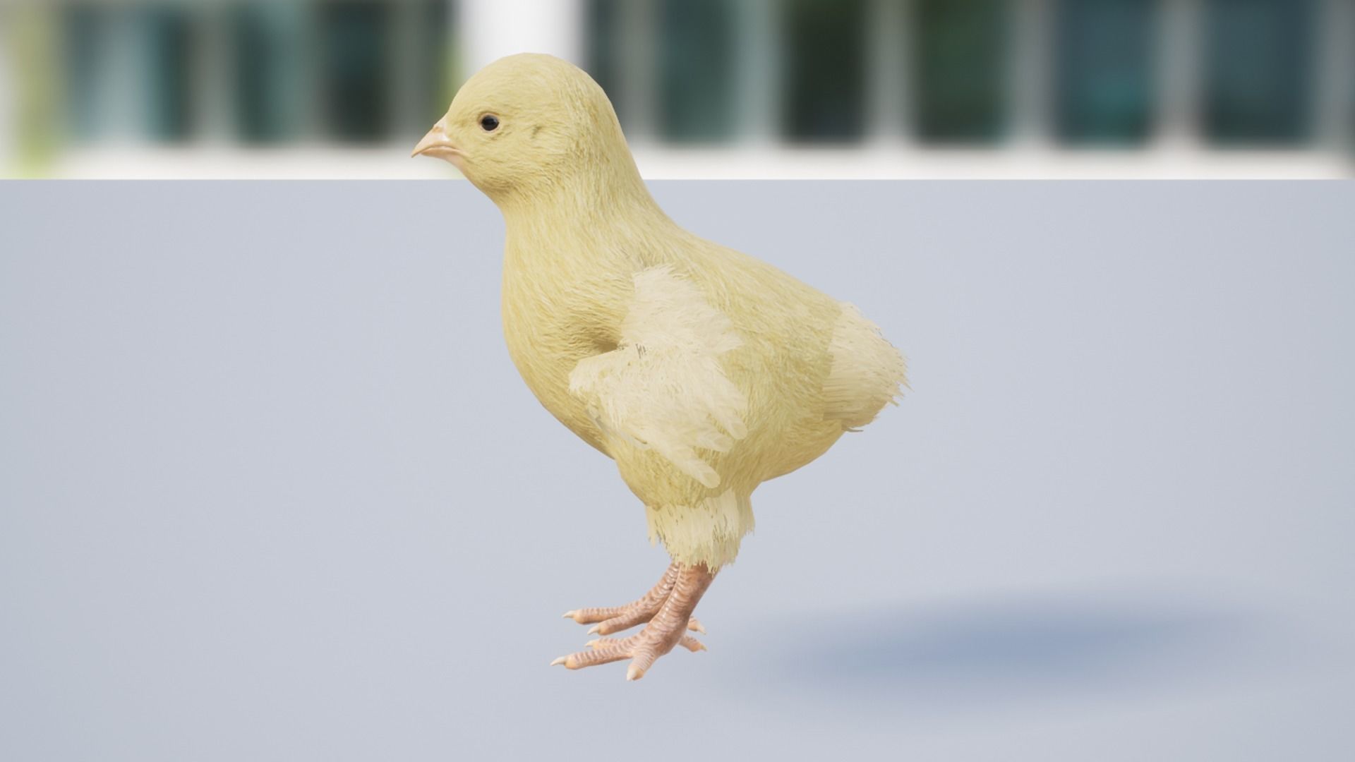 Chick Low-poly 3D model_8