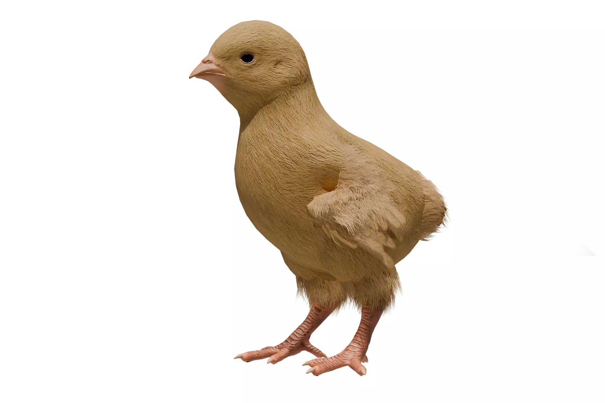 Chick Low-poly 3D model_0