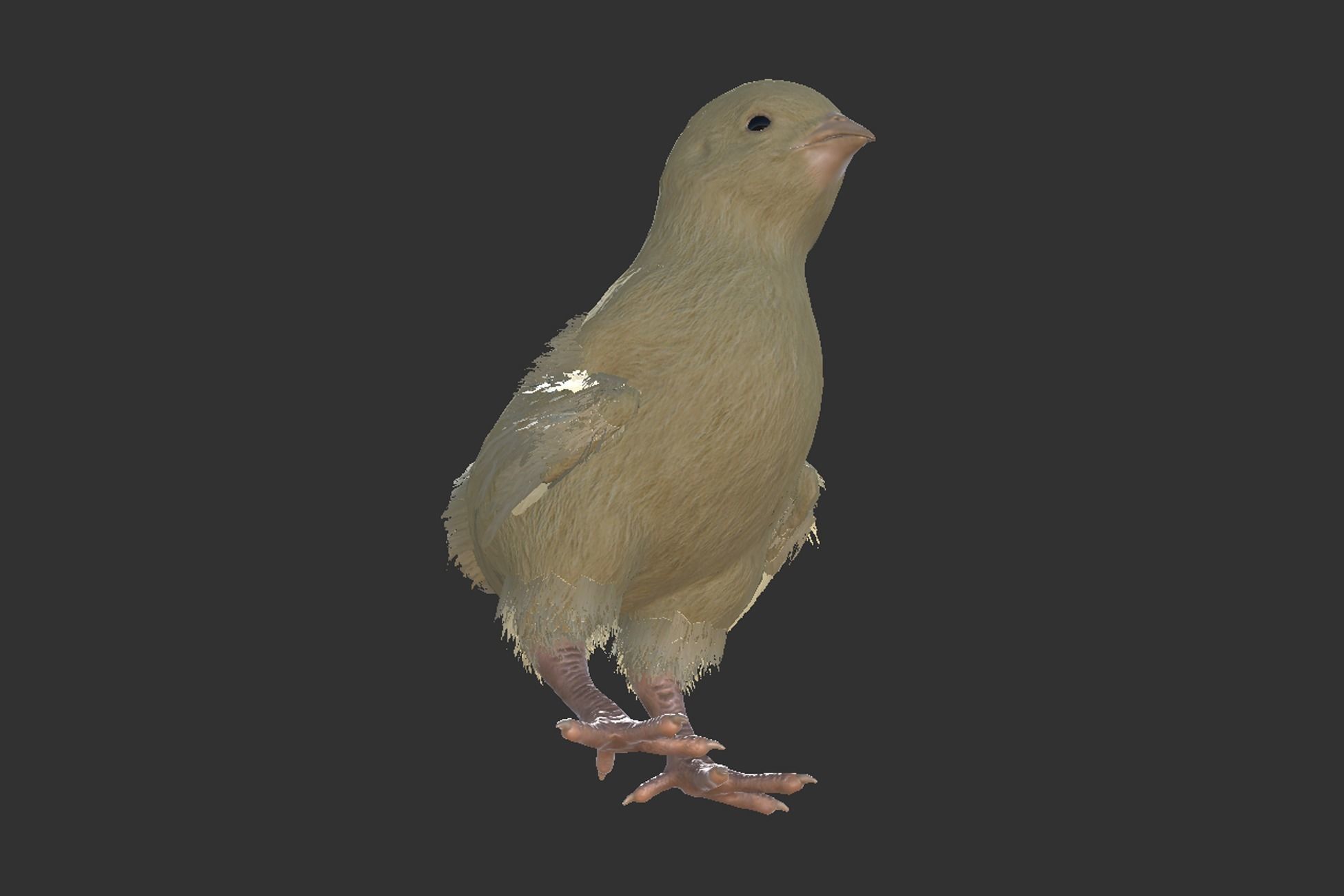 Chick Low-poly 3D model_5