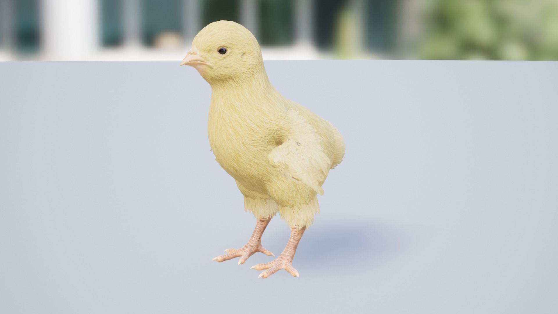 Chick Low-poly 3D model_9
