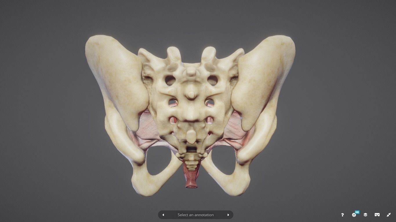 Female Reproductive System Low-poly 3D model_7