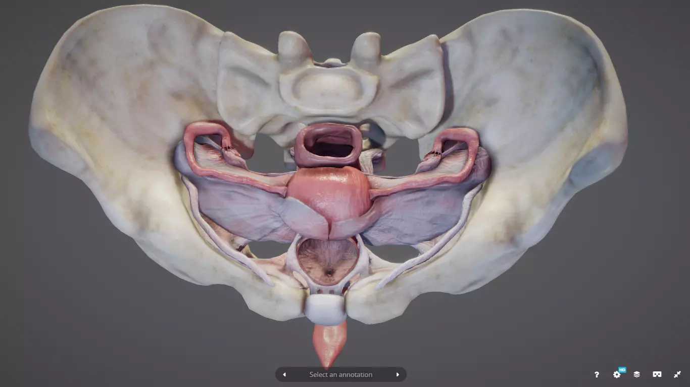 Female Reproductive System Low-poly 3D model_0