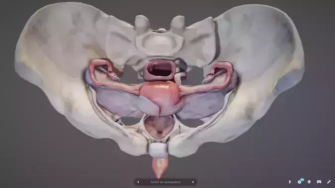 Female Reproductive System Low-poly 3D model