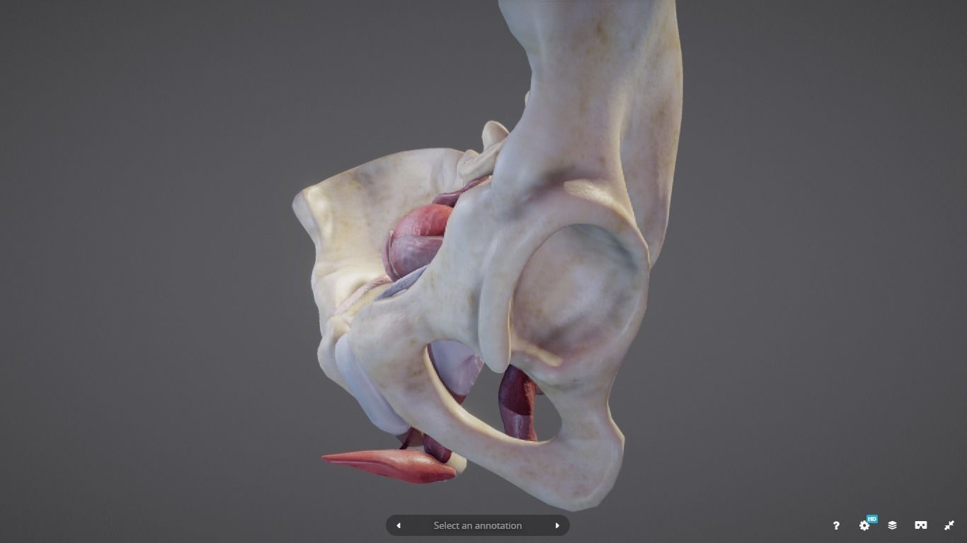 Female Reproductive System Low-poly 3D model_13