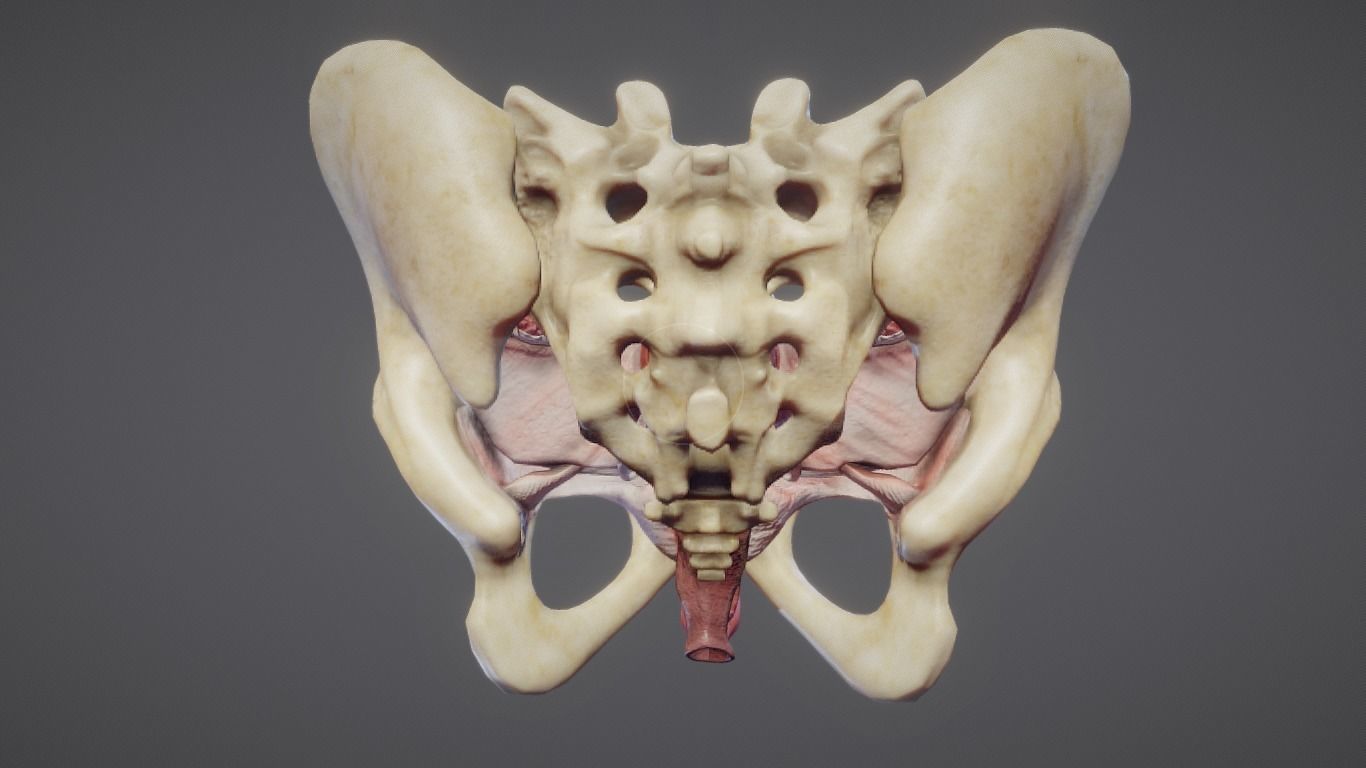 Female Reproductive System Low-poly 3D model_18