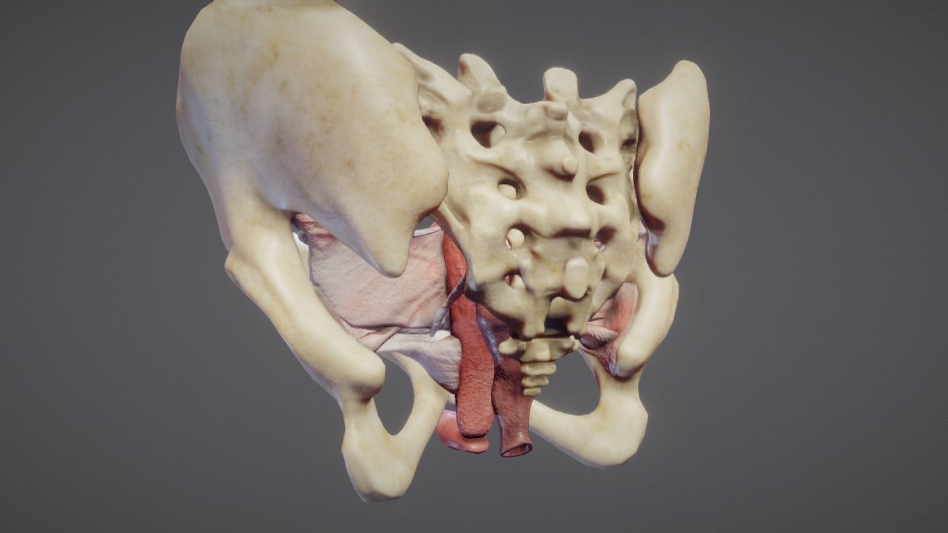 Female Reproductive System Low-poly 3D model_17