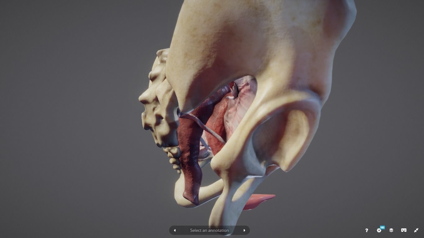 Female Reproductive System Low-poly 3D model_20