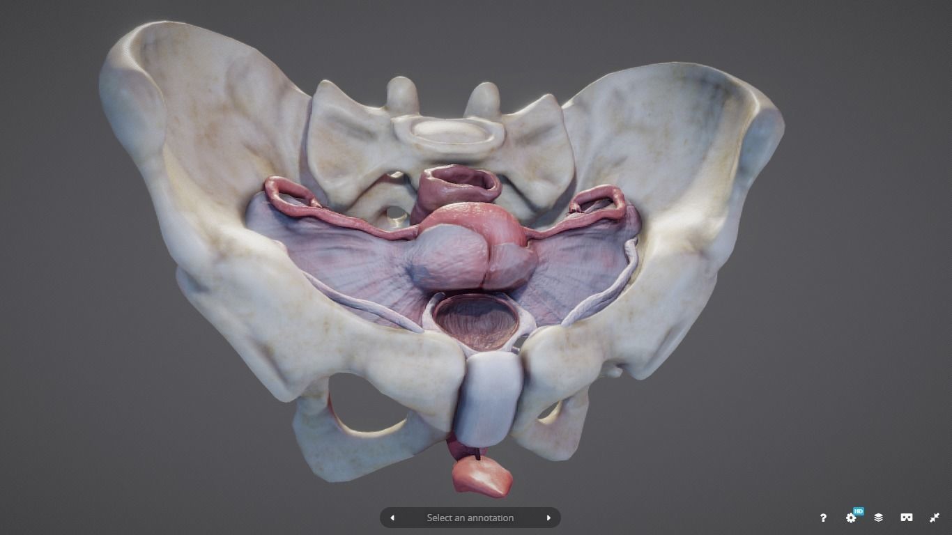 Female Reproductive System Low-poly 3D model_23