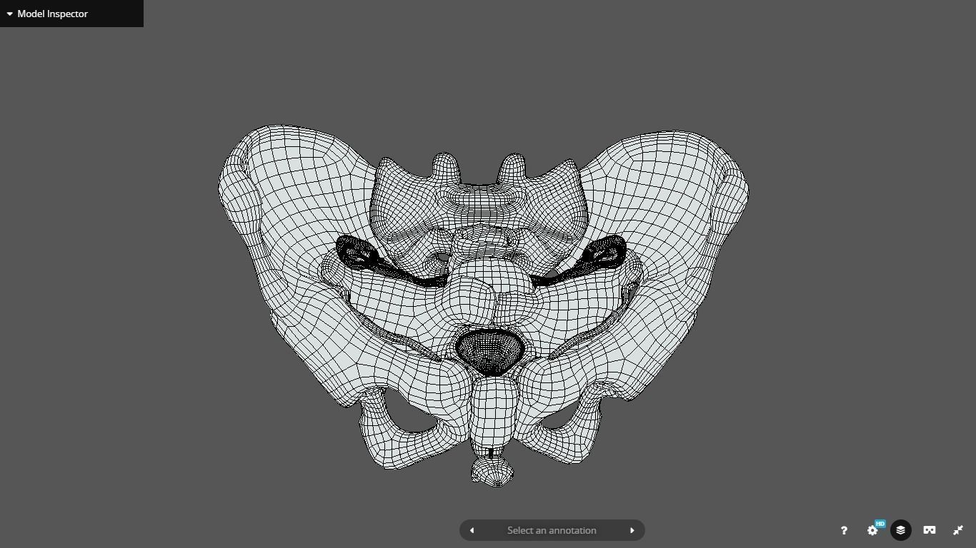 Female Reproductive System Low-poly 3D model_2