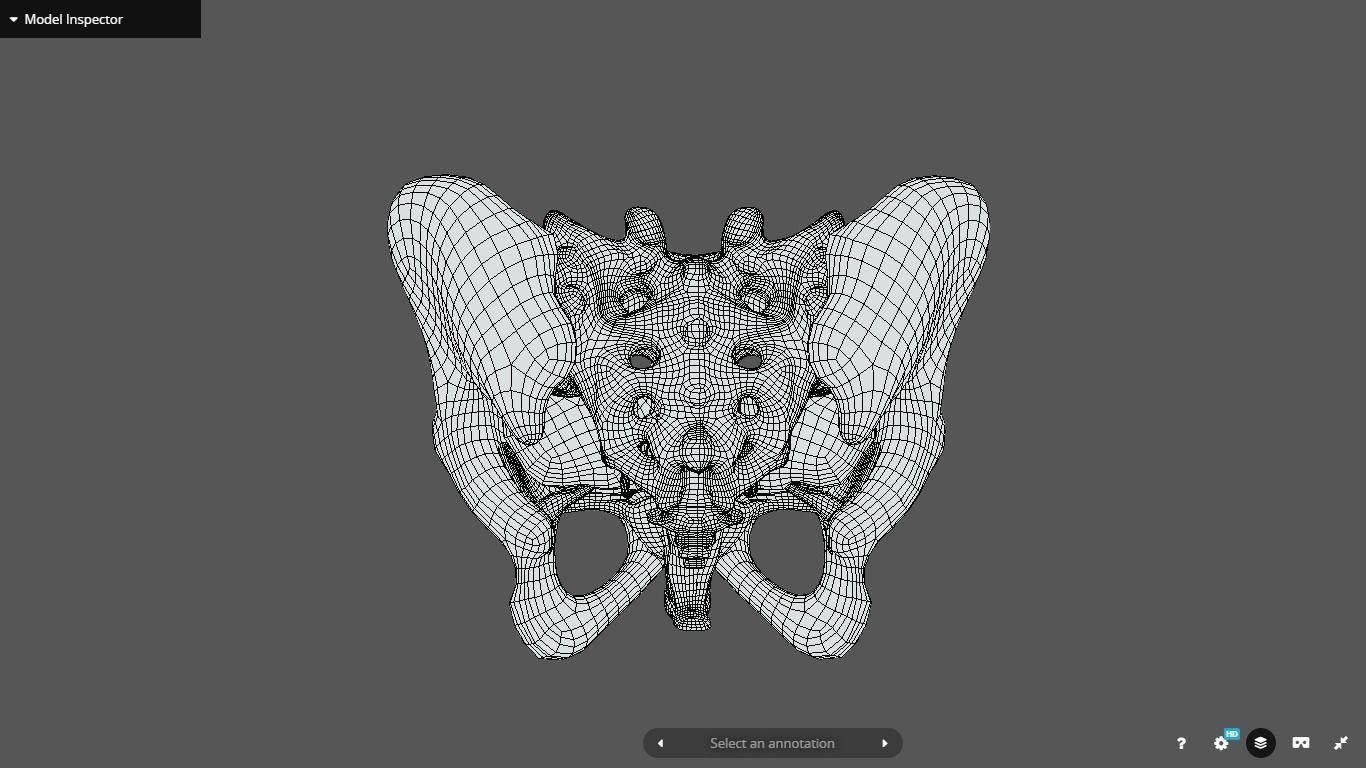 Female Reproductive System Low-poly 3D model_3