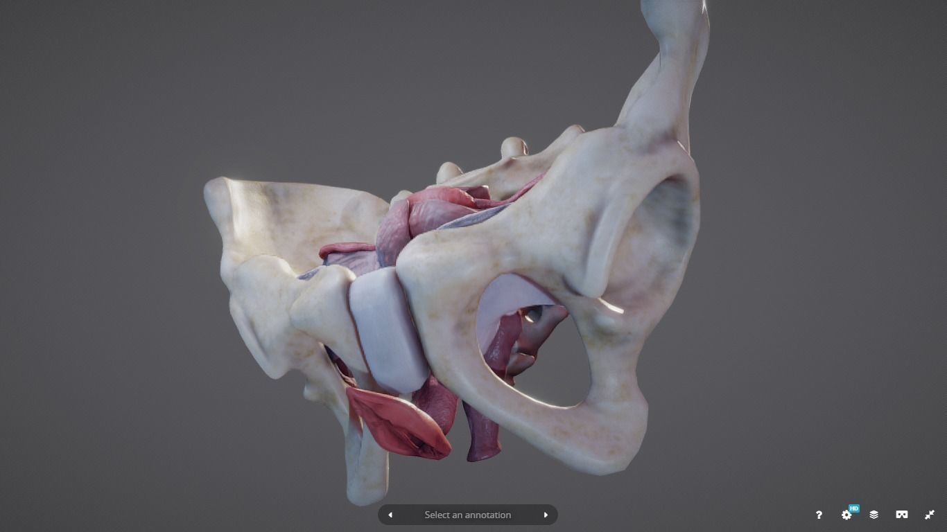 Female Reproductive System Low-poly 3D model_12