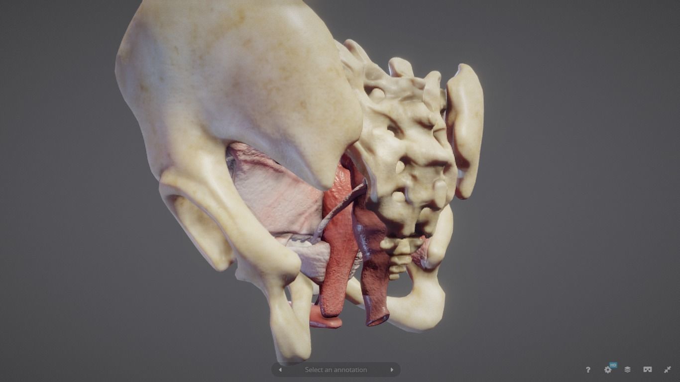 Female Reproductive System Low-poly 3D model_16