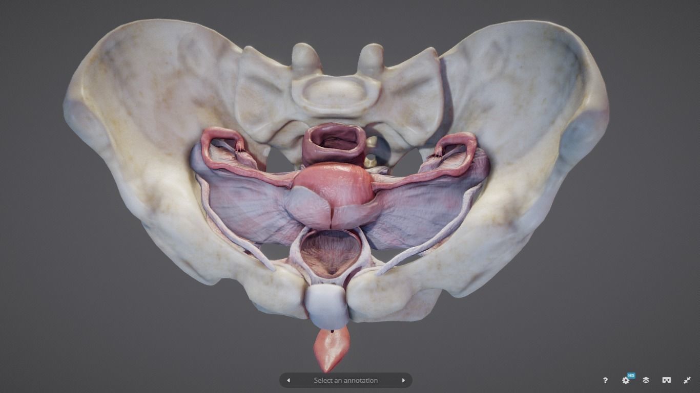 Female Reproductive System Low-poly 3D model_25