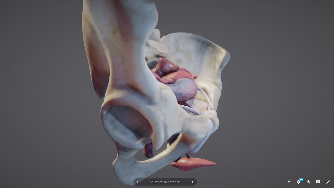 Female Reproductive System Low-poly 3D model_22