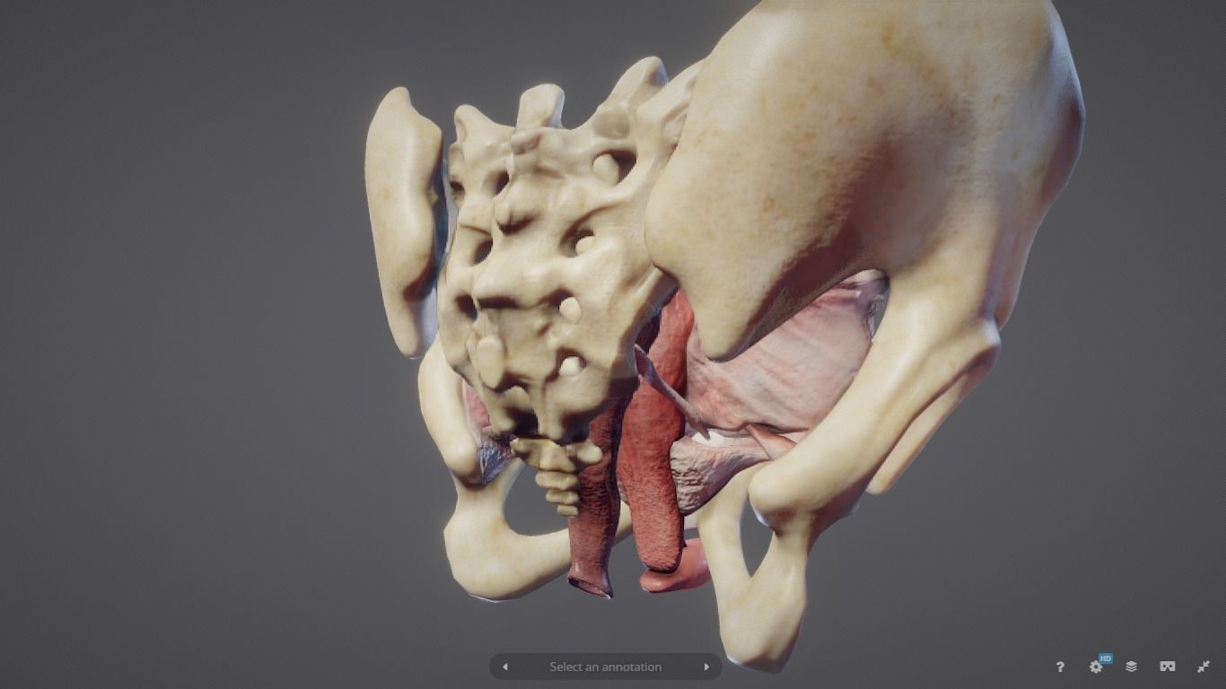 Female Reproductive System Low-poly 3D model_19