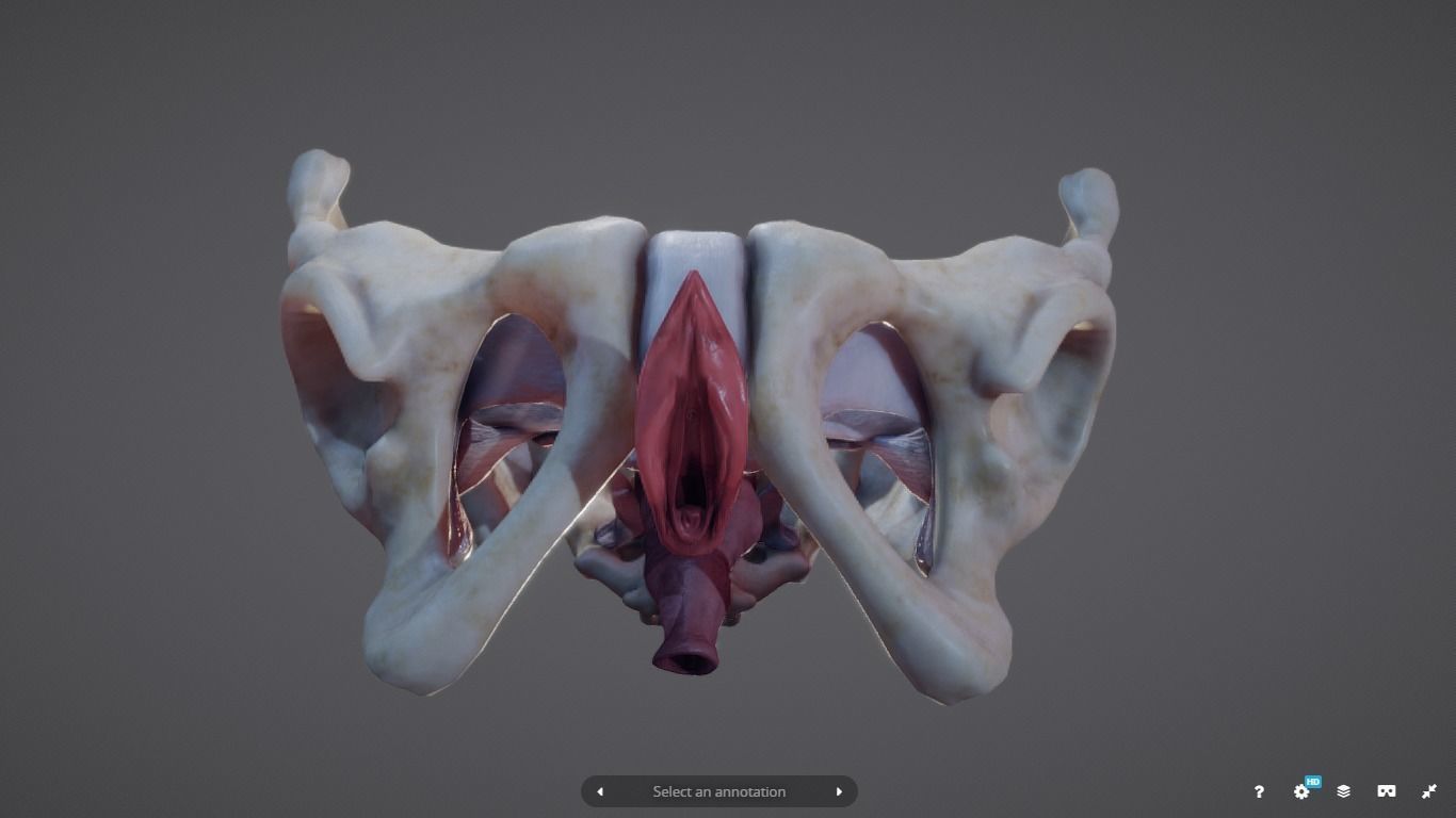 Female Reproductive System Low-poly 3D model_6