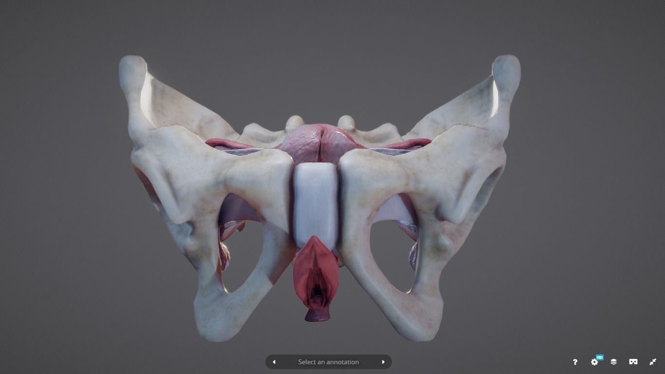 Female Reproductive System Low-poly 3D model_11