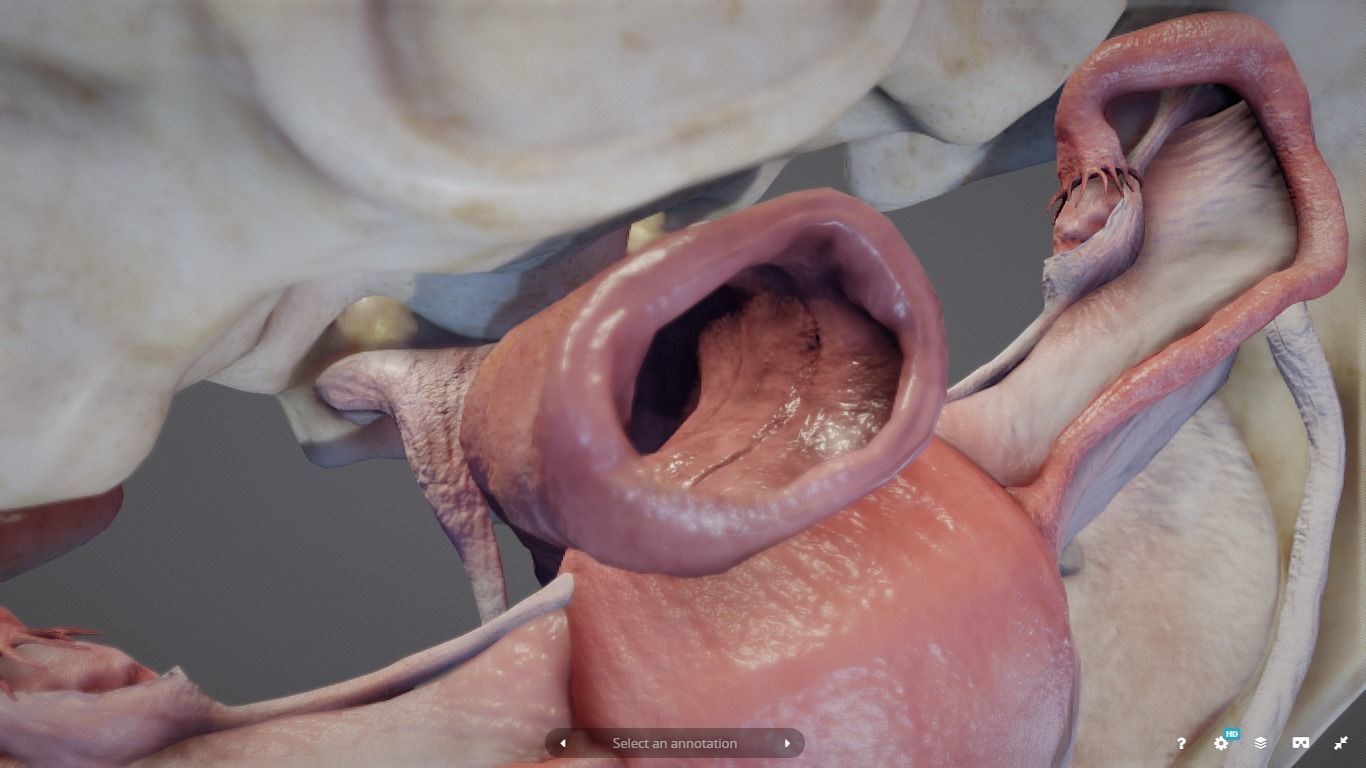 Female Reproductive System Low-poly 3D model_9